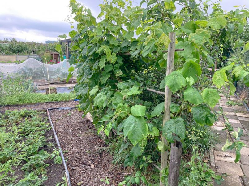 Moestuin Forum-2170.jpg