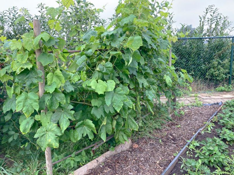 Moestuin Forum-2169.jpg