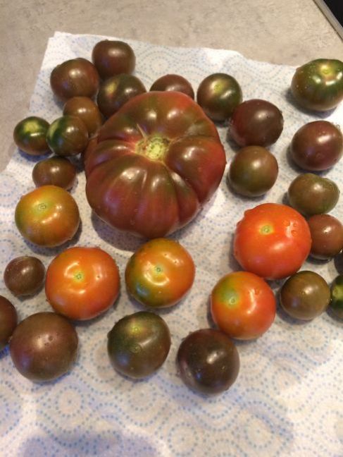 Tomaten 2020 - 13 augustus oogst.JPG