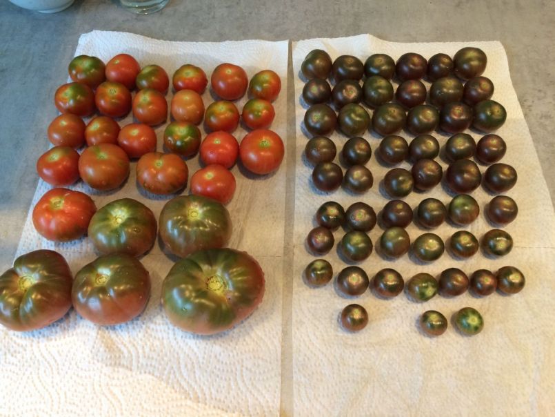502346282_Tomaten2020-26-8oogst.thumb.JPG.d8e1f579457bc3a82829105756e8a705.JPG
