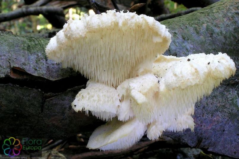 90765554_GelobdepruikzwamEifel.thumb.jpg.e4bbf9c8286d3de13611425c82d817a4.jpg