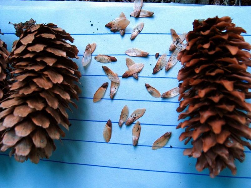 Sitkaspar__Picea_sitchensis__Sitka_spruceimg_8707zaadseed.jpg