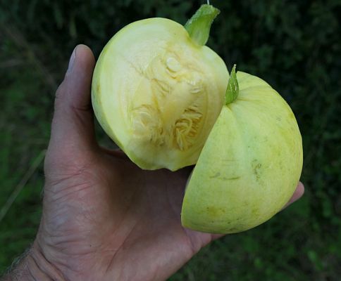 nietbevruchtepompoen.jpg.12432eab4156f5c5094122e9b2abbf2f.jpg