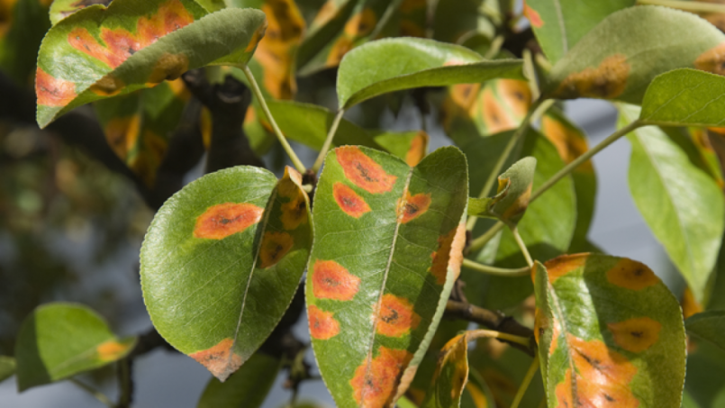 perenroest-shutterstock-1280x720.png