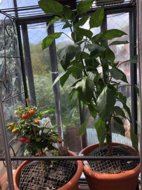 plant2.jpeg