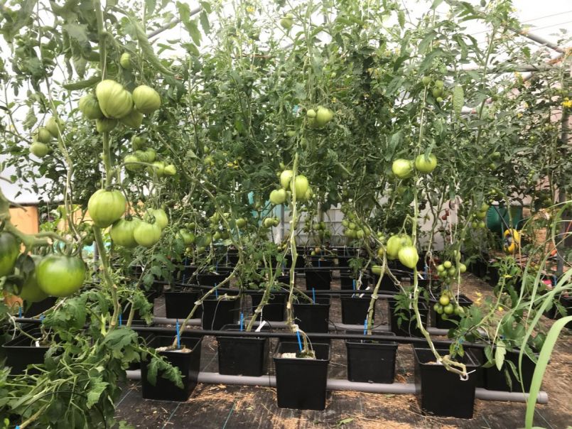 tomatenhuis.thumb.jpg.3cd91d556e6431f3bcaff1ea45a19f88.jpg