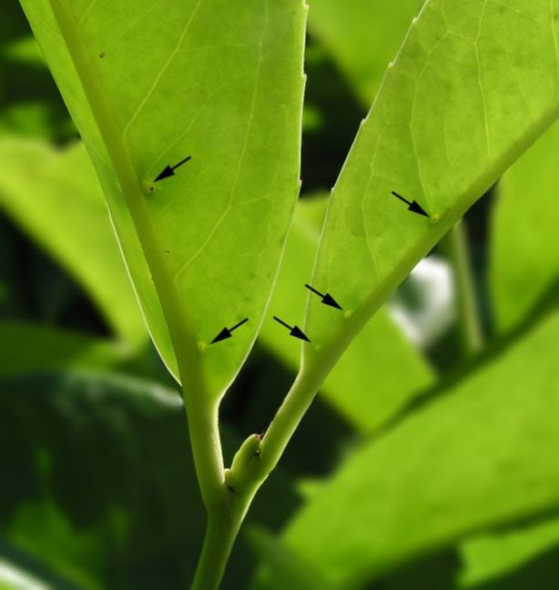 Prunus-laurocerasus-extrafloral-nectaries.jpg