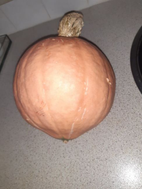 1585636361_PompoenMijmering1.thumb.jpg.0087120d4d7fc6b74a3e0185bbeec00c.jpg