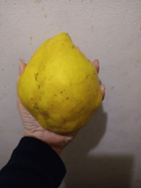 20201013_195209.thumb.jpg.c08e2b9974401735895b4dff6060465d.jpg