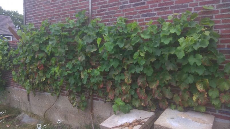 PHOTO_20200717_102346.jpg