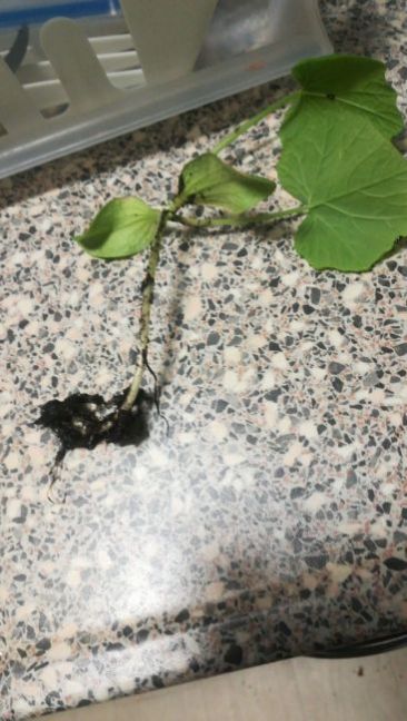 WhatsApp Image 2020-11-26 at 22.43.41.jpeg