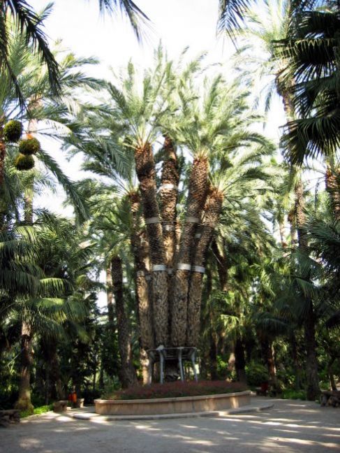 Palmera-imperial.jpeg