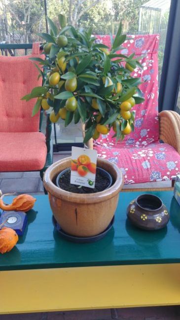 WhatsApp Image 2021-02-06 at 21.55.13 Kumquat.jpeg