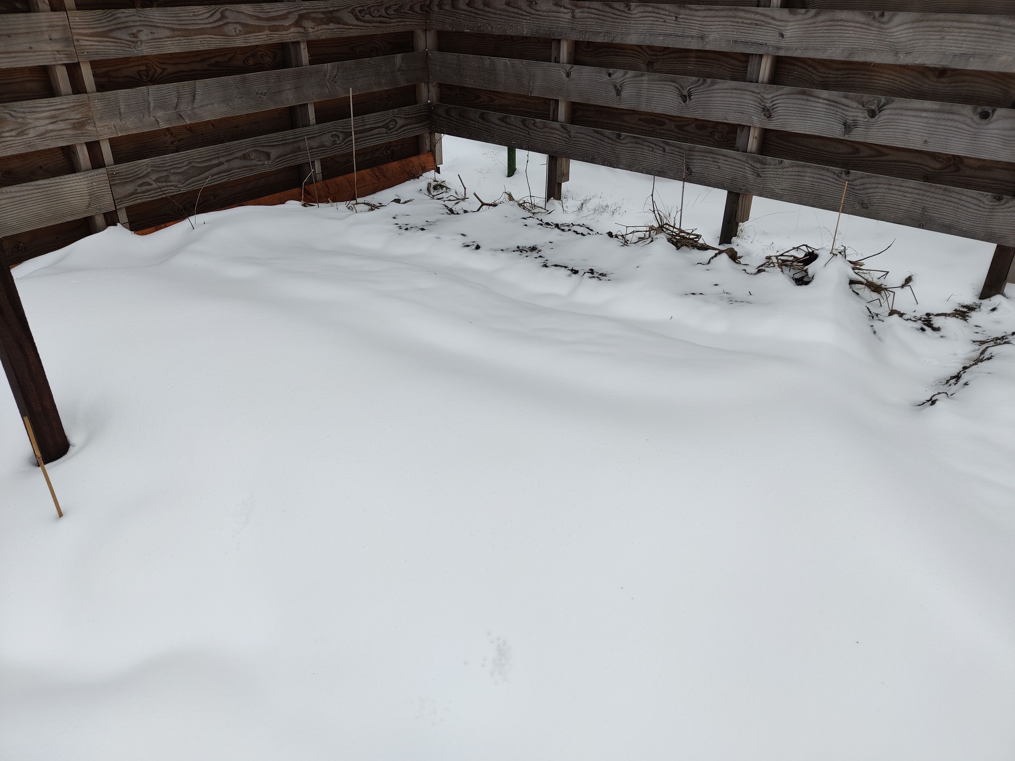 ...zal sneeuw oogsten