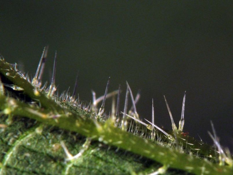 Urtica_dioica_hairs.thumb.jpg.551f09b4518459da8241f32f62a01d76.jpg