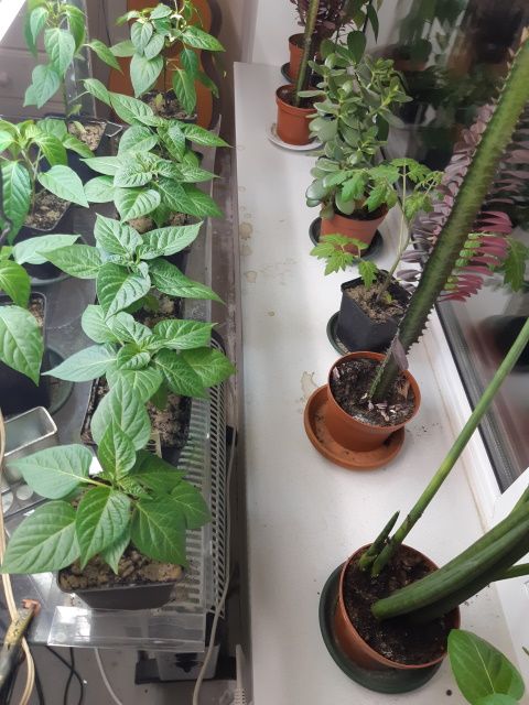 peper19mrt21.jpg