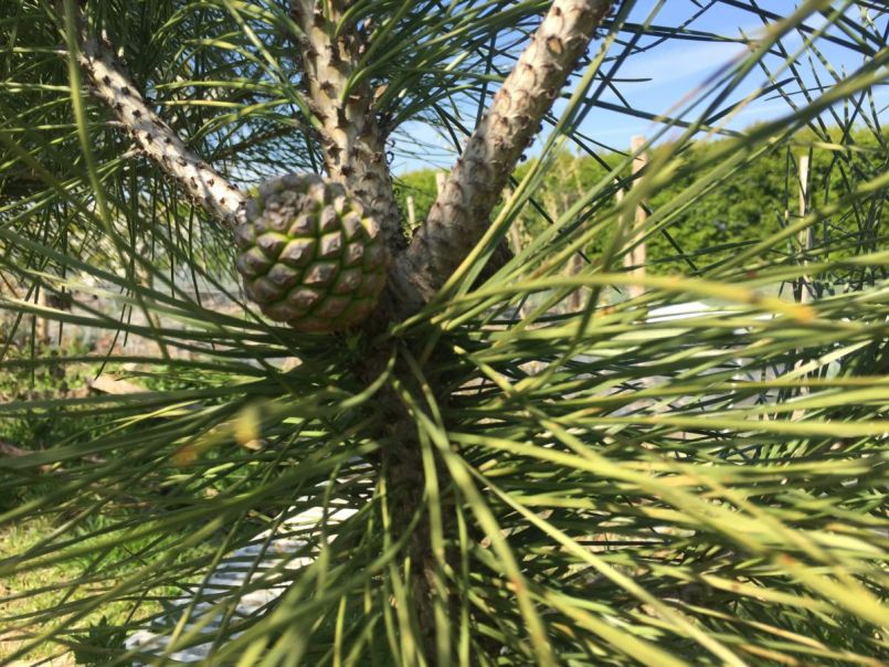 Pijnboom pinea.JPG