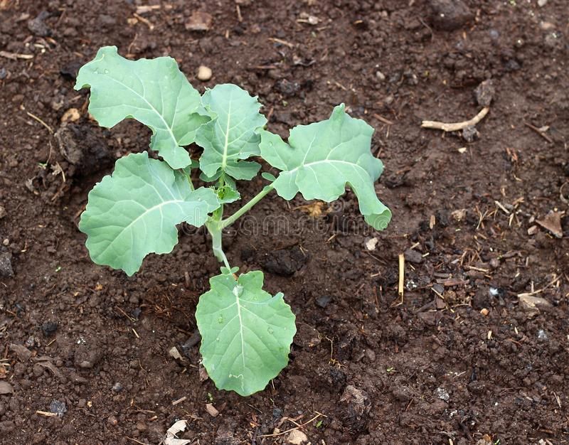 de-groente-van-boerenkoolzaailingen-op-tuinbedden-het-jonge-zaailing-koolbloemkool-groeien-natte-aardegrond-tuinieren-land-152954430.jpg.d9076ba5033c45f23208962ca981f3cc.jpg
