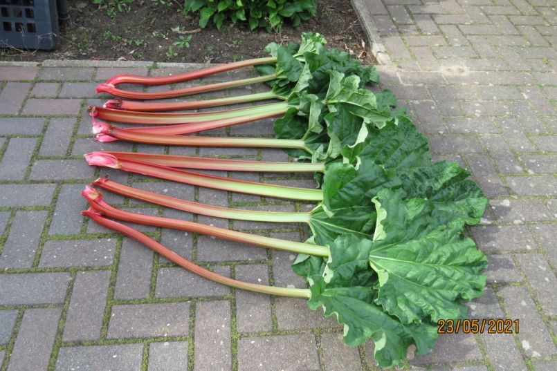 rabarber2.thumb.JPG.9a7ac6dd85b7b6822a8925e56a891122.JPG
