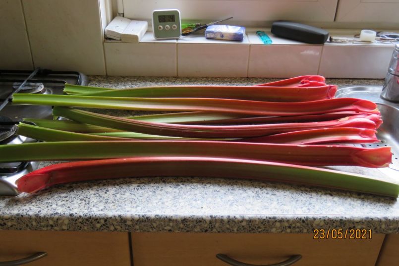 rabarber3.thumb.JPG.16d3887c3347ff64ccb421ec65e8cf6c.JPG