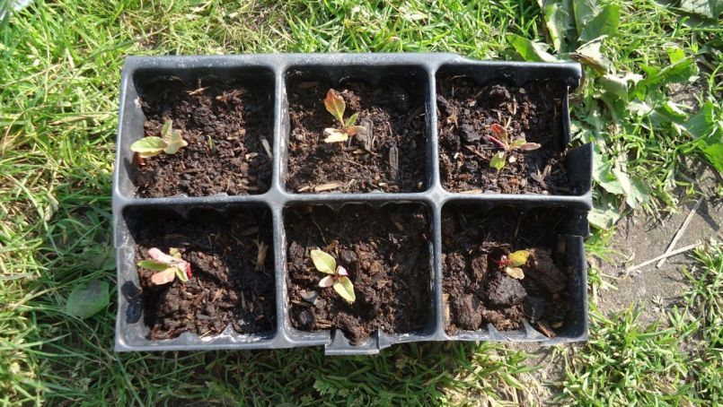 amarant 4 juni-a.JPG