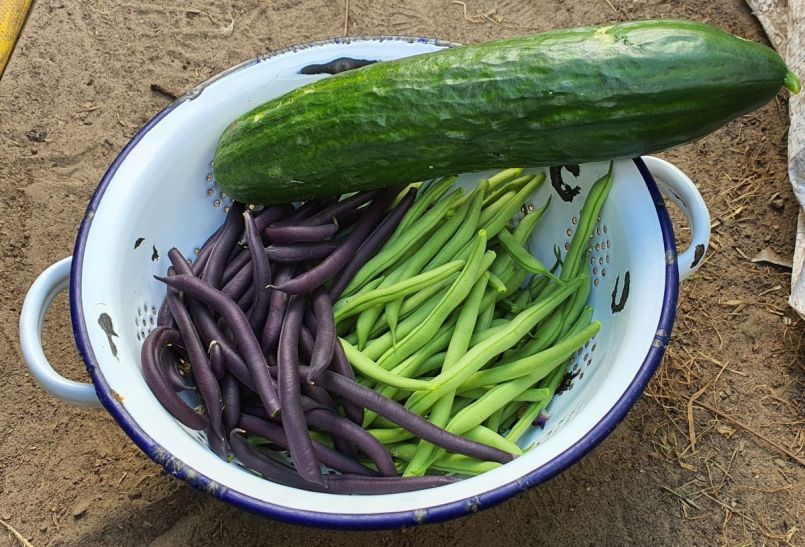 Komkommer en sperzieboontjes.jpg