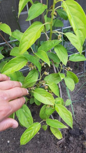 WhatsApp Image 2021-06-19 at 09.15.37.jpeg