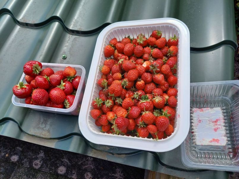 22.06.2021 Oogst.jpg