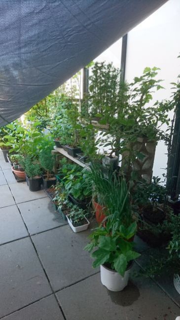 DSC_0420.JPG