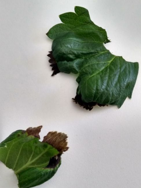 aardbeiblad-zwart.jpg