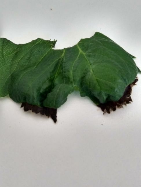 aardbeiblad-zwart2.jpg