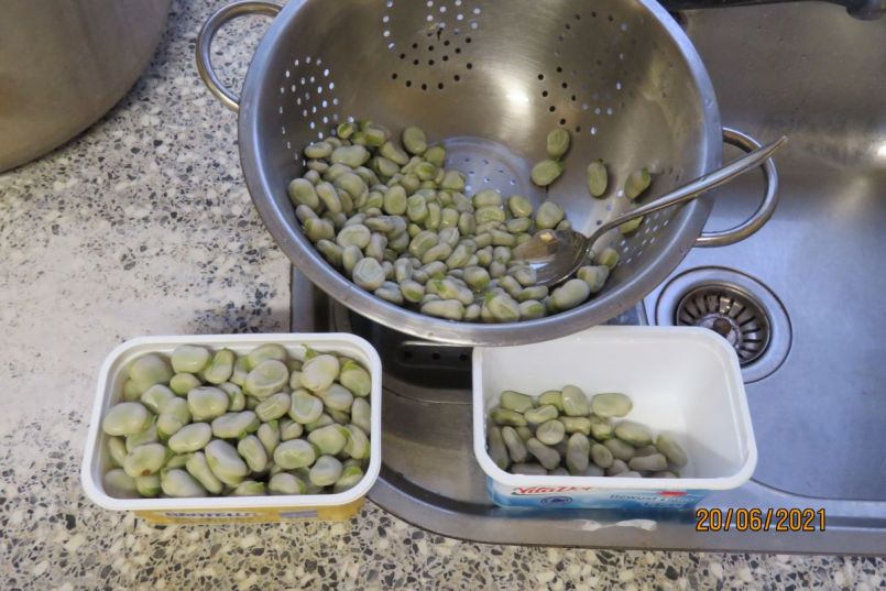 tuinboon12.thumb.JPG.56cee6641fc2ed28f133ea9ba8638788.JPG