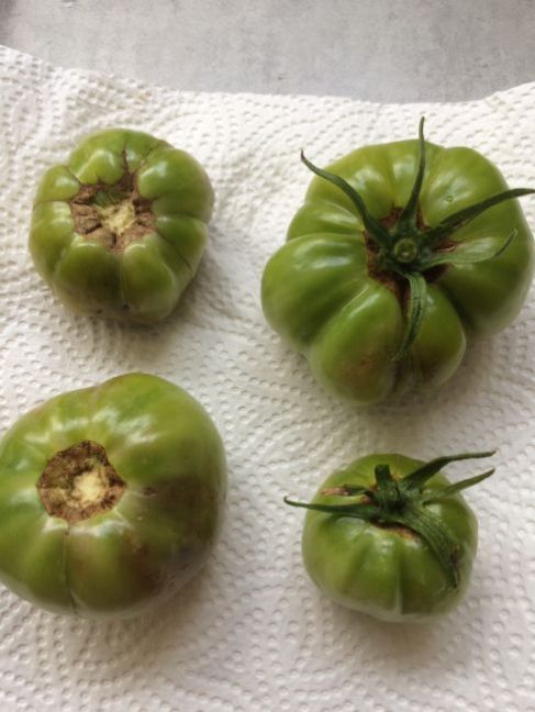 1583709848_Tomaten2021-vlekken(1).thumb.JPG.6809a57278aed7a82d5bd4651ca46a6d.JPG