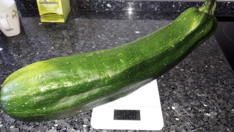 42_courgette.thumb.jpg.8ab554a2fec8e74771032874ab5e12dc.jpg