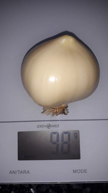45_olifantenknoflook.thumb.jpg.3d0b030f6078433a74d64467b19c6db2.jpg