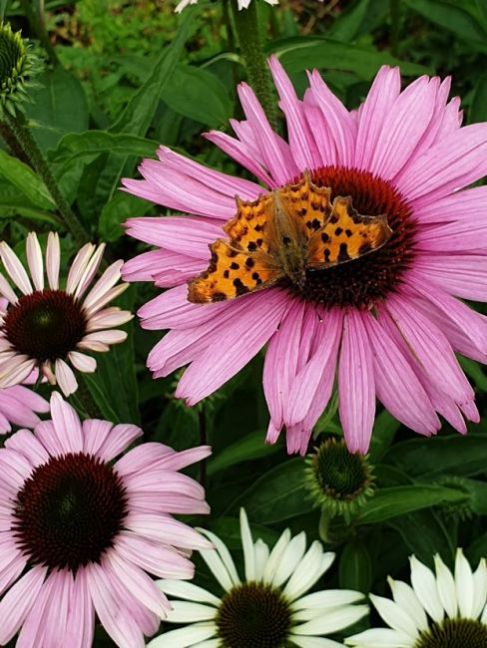 gehakkelde aurelia.jpg