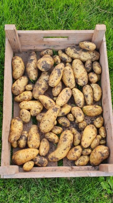 Aardappelen.jpg