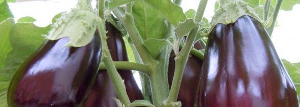 aubergine-telen-590x211.jpg