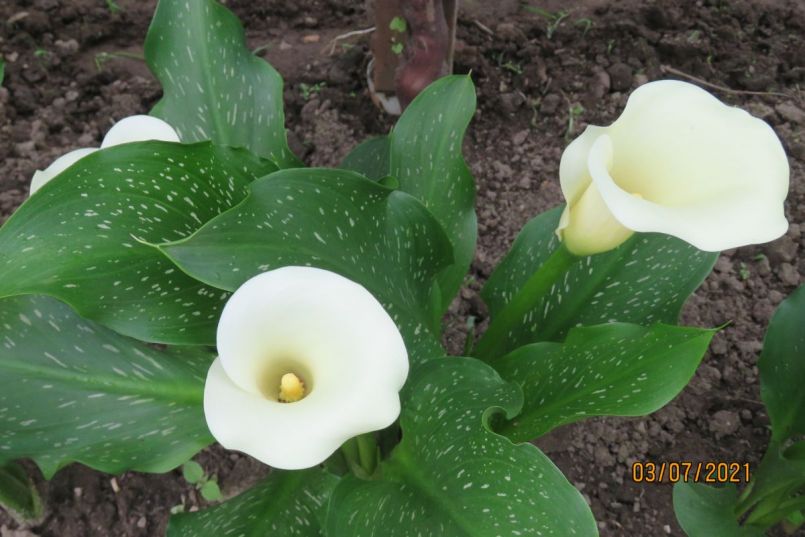 calla1.thumb.JPG.00a9925dd5d8dea59352f060cccd3f90.JPG
