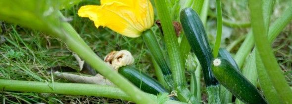 courgette-telen-590x211.jpg