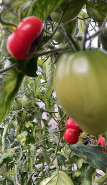 image.thumb.png.ef16010040055a4d707920c06539f68d.png