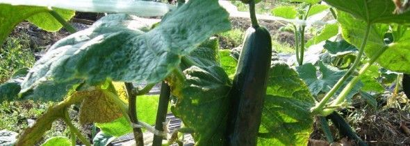komkommer-telen-590x211.jpg