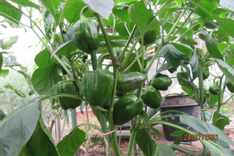 paprika4.thumb.JPG.3c6e889701a2fac7a7a448d2202adfc8.JPG
