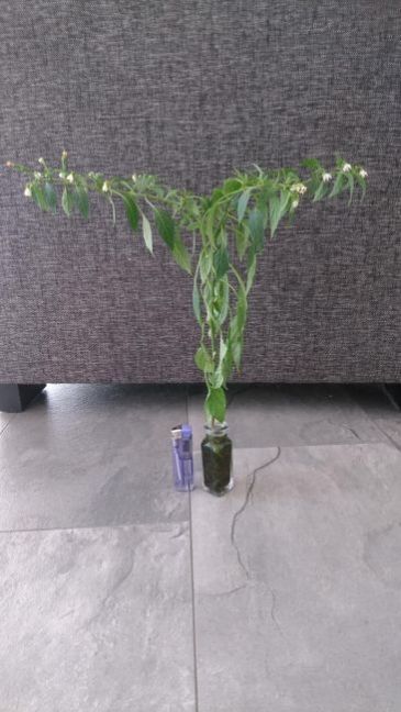 smallest-pot-1.jpg