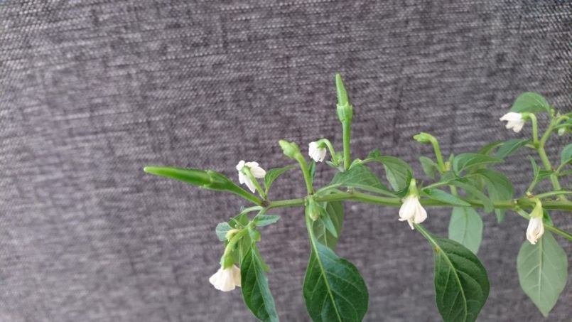 smallest-pot-2.jpg