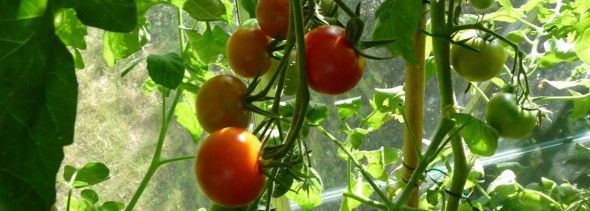 tomaten-telen-590x211.jpg