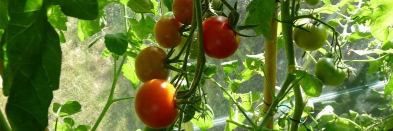 tomaten-telen.jpg