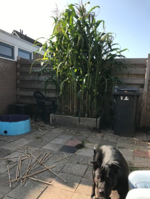 098026FD-6984-4EFE-A97B-147C2910C15E.thumb.jpeg.d72d1afd5831a8e58d8d8e0af535211b.jpeg