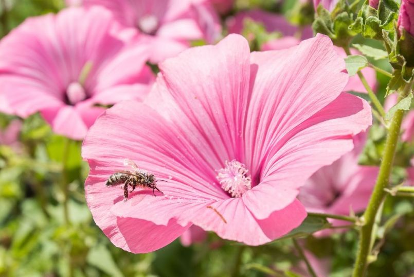 12_malva.thumb.jpg.c20afa2f8f9fe99712d7bdb1ac5cdf38.jpg
