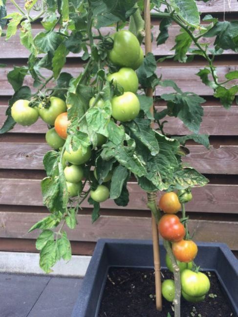 1596033517_Tomaten2021-1.thumb.JPG.ef5389e4050a206421882cc5d69606a3.JPG